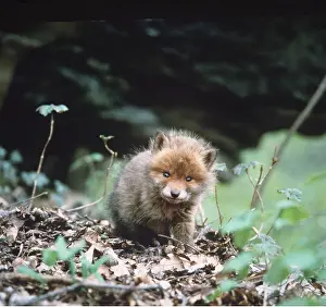 Eric Dragesco: RED FOX CUB