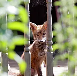 Backyard: Red fox - cub in backyard
