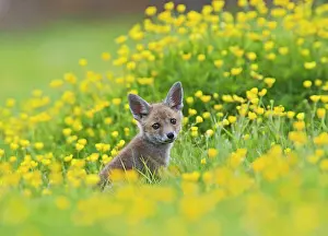 Brian Bevan: Red Fox - cub in buttercup meadow