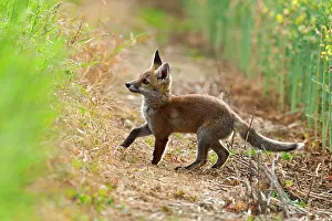 Wake: Red Fox - cub at edge of field - controlled conditions