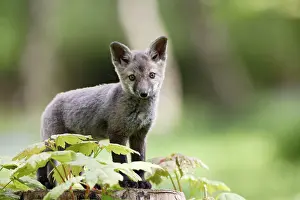 Exploring: Red Fox - cub exploring
