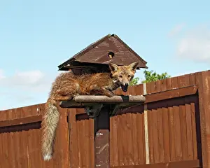 Tables: Red Fox - cub feeding from bird table