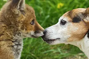 Frederic: Red Fox - cub - Frederic - rescue fox cub playing