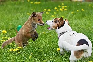 Frederic: Red Fox - cub - Frederic - rescue fox cub playing