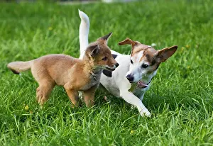 Jack: Red Fox - cub - Frederic - rescue fox cub playing