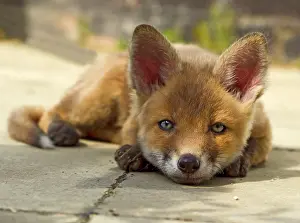 Frederic: Red Fox - cub - Frederic - rescue fox cub resting on patio