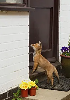 Frederic: Red Fox - cub - Frederic - rescue fox cub - waiting
