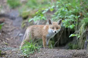 101121: Red Fox - cub - Germany