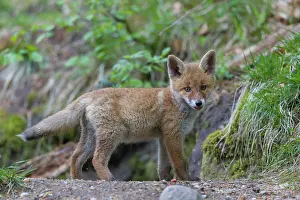 101121: Red Fox - cub - Germany