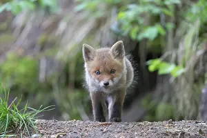 101121: Red Fox - cub - Germany