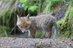 101121: Red Fox - cub - Germany