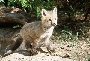 Lair: RED FOX - cub on ground