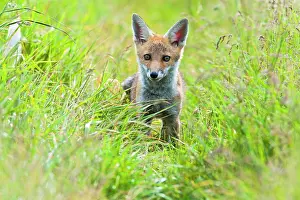 Hayfield: Red Fox - cub in hayfield - controlled conditions