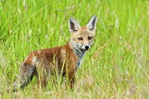 Hayfield: Red Fox - cub in hayfield - controlled conditions
