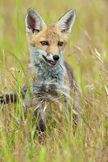 Hayfield: Red Fox - cub in hayfield - controlled conditions