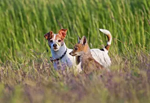 Russels: Red Fox - cub with Jack Russel