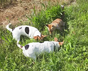 In Field: Red Fox - cub with Jack Russells looking for mice