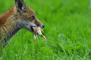 Canines: Red Fox cub just stoling a chick England