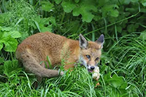 Arrest: Red Fox cub just stoling a chick England