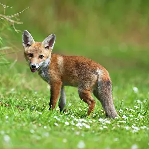Youthful: Red Fox - cub on meadow - controlled conditions