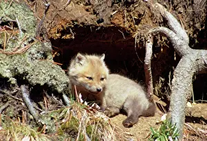 Fulva: Red Fox - cub outside den