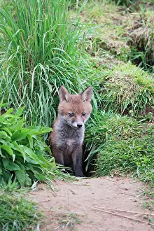 Dens: Red Fox - cub outside earth