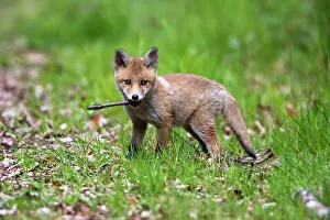 Sticks: Red Fox, cub playing with stick, looking alert