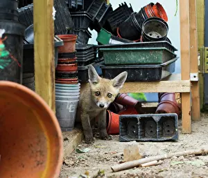 Potting: Red Fox - cub in potting shed