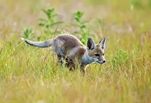 Hayfield: Red Fox - cub running in hayfield