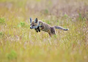 Hayfield: Red Fox - cub running in hayfield