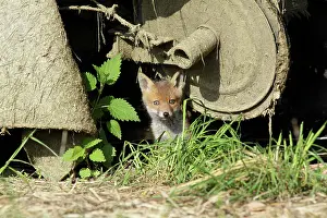 Machinery: Red Fox - cub sitting under farm machinery in open barn
