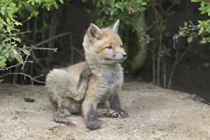 171017: Red fox - cub in spring - Germany