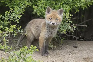 171017: Red fox - cub in spring - Germany