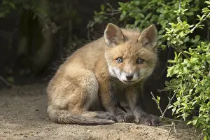 171017: Red fox - cub in spring - Germany