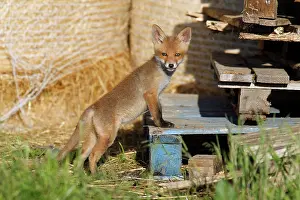 Pallet: Red Fox - cub standing on pallet in open barn
