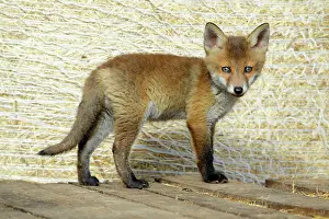 Pallet: Red Fox - cub standing on pallet in open barn