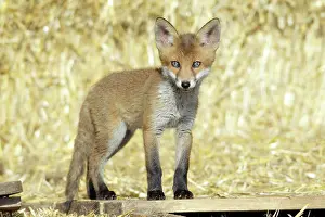 Pallet: Red Fox - cub standing on pallet in open barn