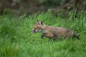 290921: Red fox cub (Vulpes vulpes) exploring from the den