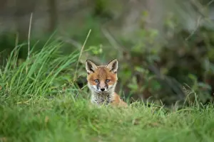 290921: Red fox cub (Vulpes vulpes) exploring from the den