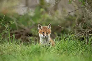 Exploring: Red fox cub (Vulpes vulpes) exploring from the den