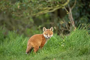 Exploring: Red fox cub (Vulpes vulpes) exploring from the den