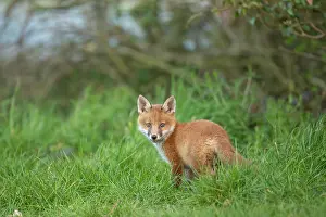 Exploring: Red fox cub (Vulpes vulpes) exploring from the den