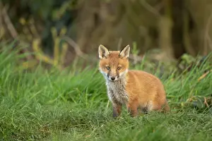 Exploring: Red fox cub (Vulpes vulpes) exploring from the den