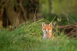 Exploring: Red fox cub (Vulpes vulpes) exploring from the den