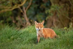 Exploring: Red fox cub (Vulpes vulpes) exploring from the den