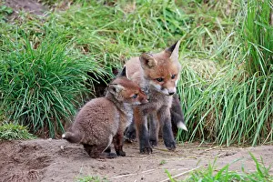 Litters: Red Fox - cubs from different litters outside earth