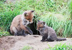Litters: Red Fox - cubs from different litters outside earth