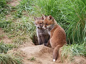 Litters: Red Fox - cubs from different litters outside earth