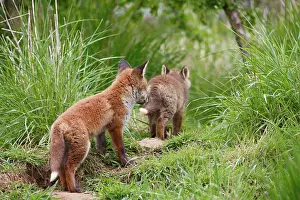 Exploring: Red Fox - cubs exploring near earth