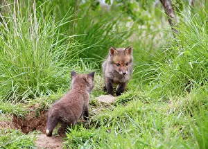 Red Fox - cubs exploring near earth